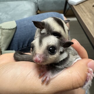 フクロモモンガ双子の雄