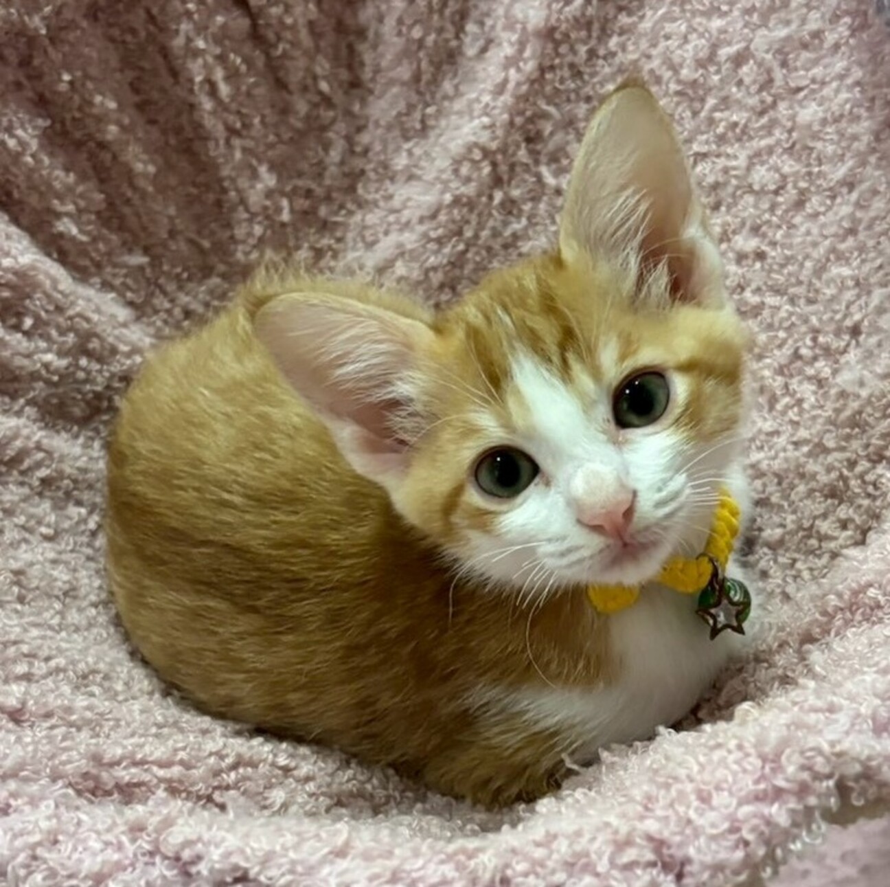 女の子らしくちょっとおと」岡山県 - 猫の里親募集(526830) 2