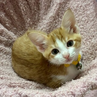 女の子らしくちょっとおとなしめ❤️ひろみ