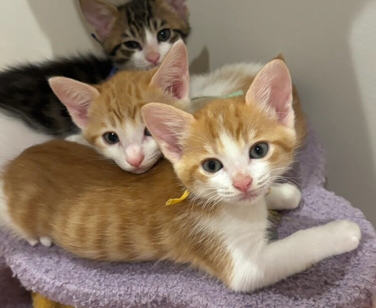 女の子らしくちょっとおと」岡山県 - 猫の里親募集(526830) 3