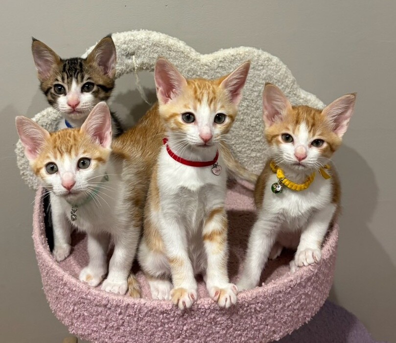 ❤️オーダーお受付用　確認用生地一部 ９４❤️可愛い女の子と猫ちゃん ❤️オーダーお受付用 確認用生地一部 94❤️可愛い女の子と猫