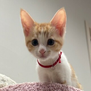 甘えた声がかなり可愛い❤️お蝶夫人