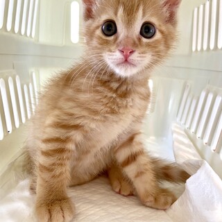 手足が大きな茶トラのうきわ君