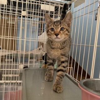 可愛い人懐こいキジトラ あけび君２ヶ月