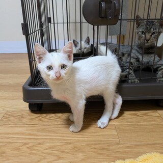 急募子猫6匹保護しました！