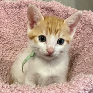 茶白模様が綺麗でお膝が大好き⭐️先輩