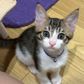 必ず1番にお膝に来る甘えん坊⭐️コーチ