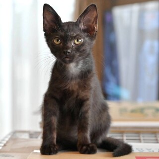とっても甘えん坊な黒猫のうみ君