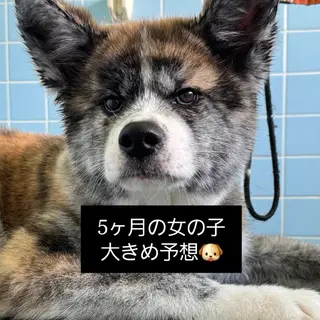 6ヶ月の秋田犬