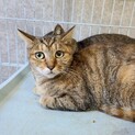 穏やかなキジトラの【天良（たから）】ちゃん