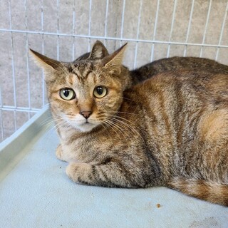 穏やかなキジトラの【天良（たから）】ちゃん