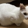 真っ白ツヤツヤに茶虎のワンポイント模様 サムネイル2
