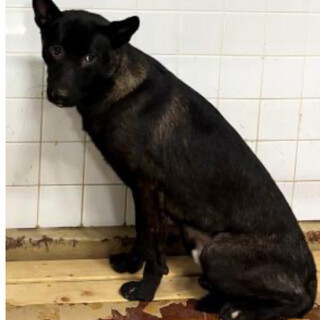 殺処分対象❗️収容期限10/9迄❗️延長なし