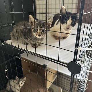 キジ2ヶ月小柄な女の子です