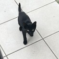 元気な黒猫ちゃん