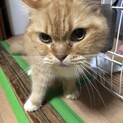 雑種猫