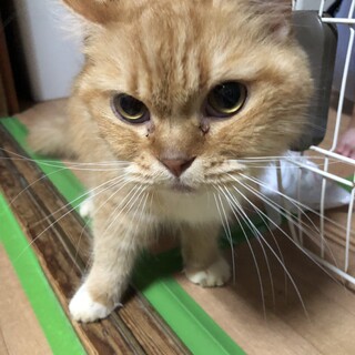 チンチラにそっくりな雑種猫