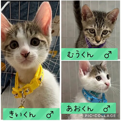 保護猫譲渡会@碧南市