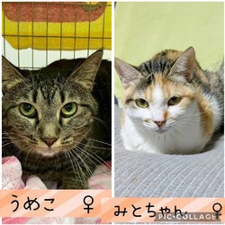 保護猫譲渡会@高浜市