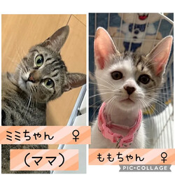 保護猫譲渡会@高浜市 サムネイル2