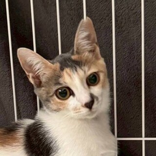 10/19カインズ浦和美園参加　いくらちゃん