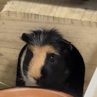 クレステッドモルモットです