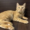 【里親さま決定!!】茶太郎です‪☆ サムネイル4