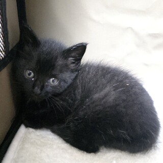 2ヶ月 シャイな男の子 トライアル中 募集停止