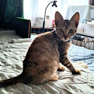 可愛いサビ色の混ざったキジトラちゃん(再)