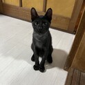 抱っこ大好き黒猫くん