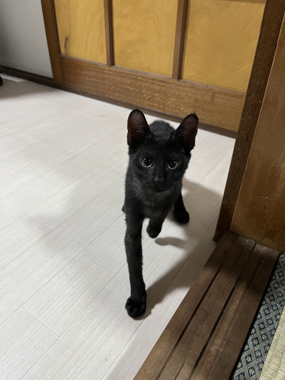 「黒猫大佐」引退品 黒ねこ様専用です。 黒猫大佐様専用」引退品 【公式通販】