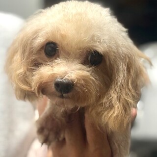 ティーカッププードル1.6㎏！！