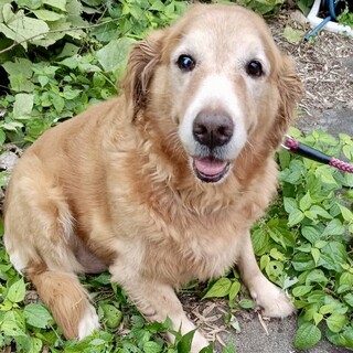 ゴールデン女子！！