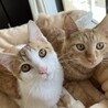 【里親さま決定!!】ゴンです‪☆ サムネイル2