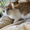 【里親さま決定!!】ゴンです‪☆ サムネイル4