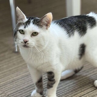 白キジ　ひらめ君　里親募集中☆彡