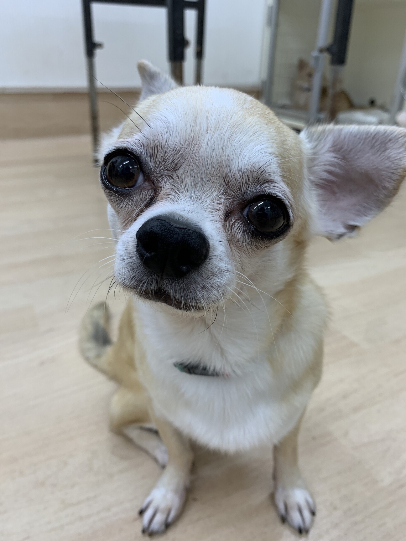 スムースチワワのまさおくん」千葉県 - 犬の里親募集(506253