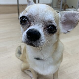 スムースチワワのまさおくん