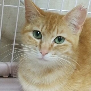 茶トラの美ネコ♡ラビ♡