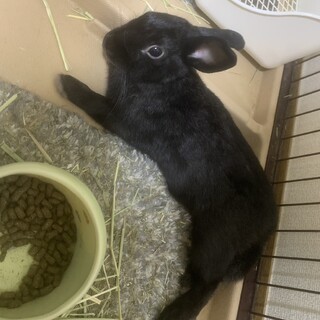 元気でよく食べる男の子です。