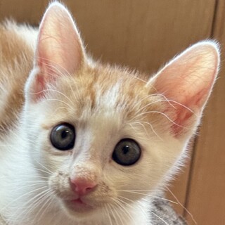 ミルク大好き☆白茶の蒼君！