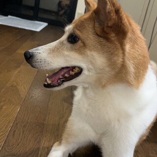 中型犬のチャッピーちゃん　雑種