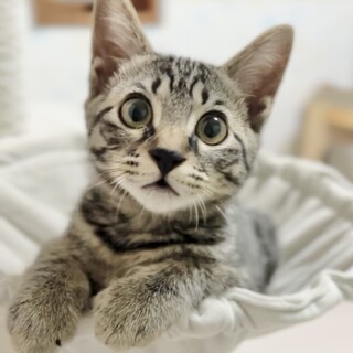 キジトラの可愛いお顔の女の子