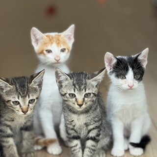 生後2ヶ月４匹。可愛がってくれる方探してます。