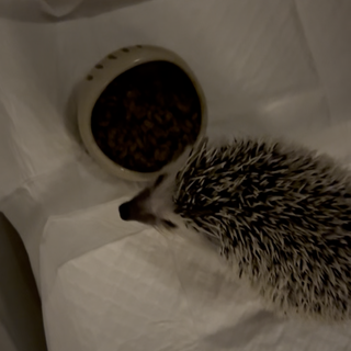 ハリネズミ1歳の男の子。連絡お待ちしております。