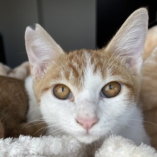 【里親さま決定!!】ゴンです‪☆