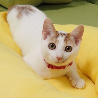 【10/5東銀座】しろっぷちゃん★３ヵ月半♪