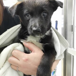 優先期間内にお迎えお願いします。10/8迄