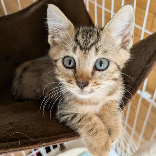 募集停止　食欲旺盛で甘えん坊★だい