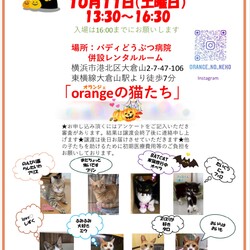 orangeの猫たちの譲渡会in大倉山